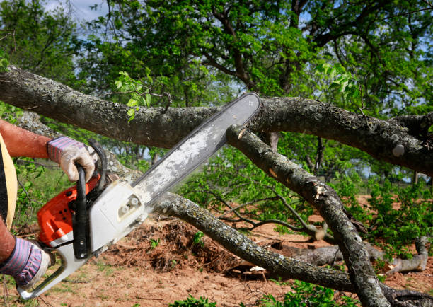 Best Tree Cabling and Bracing  in Nampa, ID